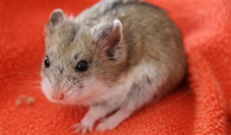 Campbell's dwarf hamster ~ Everything You Need to Know with Photos | Videos