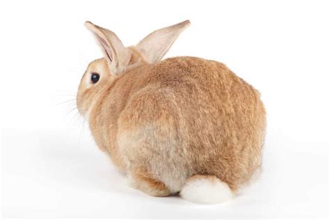 Rabbit Tail Anatomy, Function, Facts & FAQs (With Pictures)