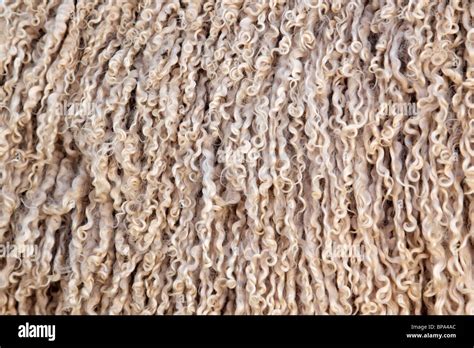 Angora goat wool (mohair) background Stock Photo - Alamy