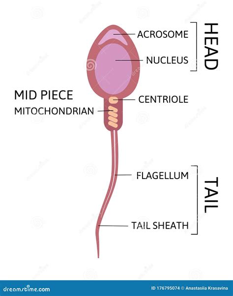 Human Sperm Cell Anatomy Structure of Spermatozoon Stock Vector - Illustration of mitochondrian ...