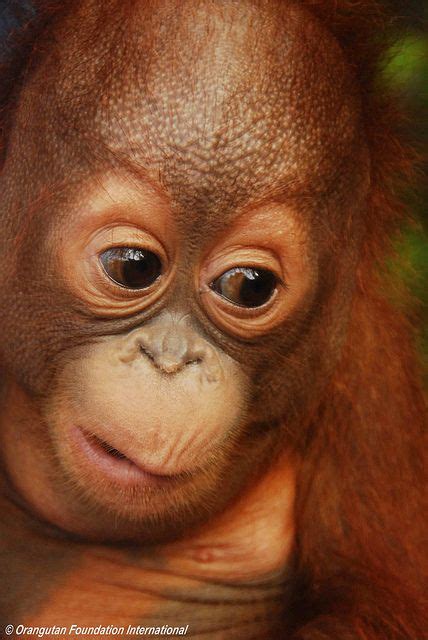 Orangutan Foundation International | Orangutan, Baby orangutan, Baby ...