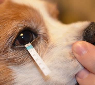 Dry Eye Disease in Dogs – Animal Eye Clinic