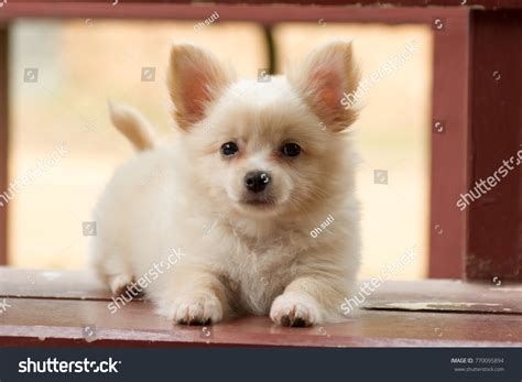 398 Pomeranian Mix Chihuahua Images, Stock Photos, 3D objects, & Vectors | Shutterstock