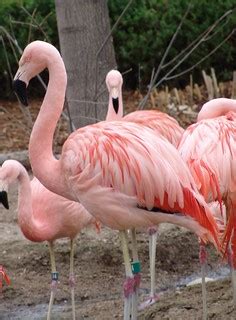 Chilean Flamingo {Phoenicopterus chilensis} | Denver Zoo | Drew Avery | Flickr