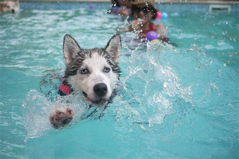 Hydrotherapy For Dogs: Does it Work & What Are The Benefits?