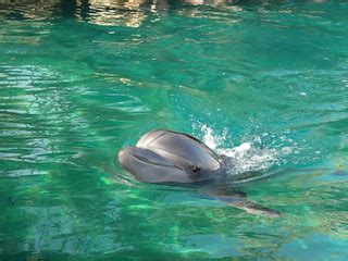 Eilat reef dolphin | I really appreciate their intelligence … | Flickr