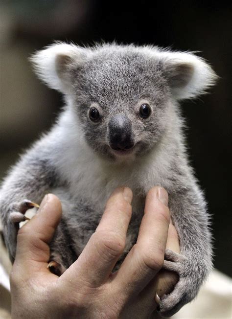 Itsy bitsy baby koala! Cute Funny Animals, Animals And Pets, Wild ...