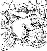 Beaver Coloring Pages sketch template