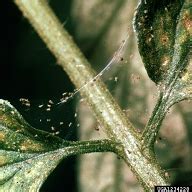 Webbing on Houseplant? You May Have Spider Mite | Dengarden
