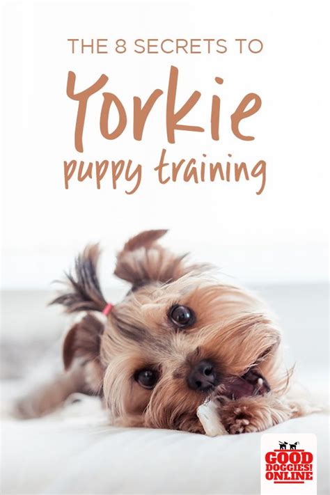 The 8 Secrets To Yorkie Puppy Training - Good Doggies Online | Yorkie puppy training, Yorkie ...