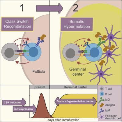 Class-switch recombination of antibodies occurs prior to germinal center formation. | Immunopaedia