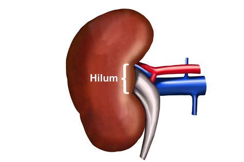 [DIAGRAM] Diagram Of The Hilum - MYDIAGRAM.ONLINE