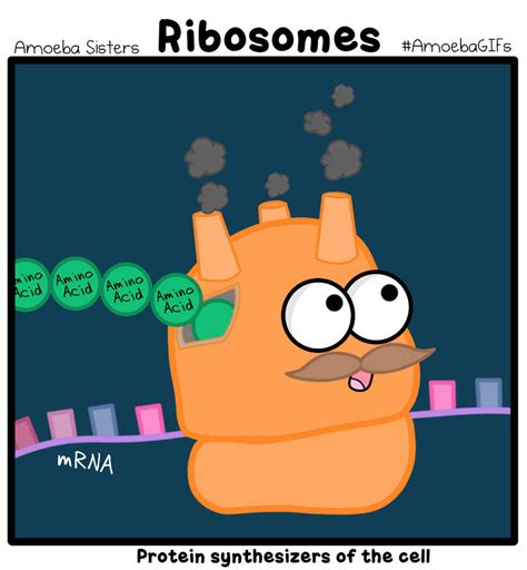 Ribosome GIF by SarinaSunbeam on DeviantArt