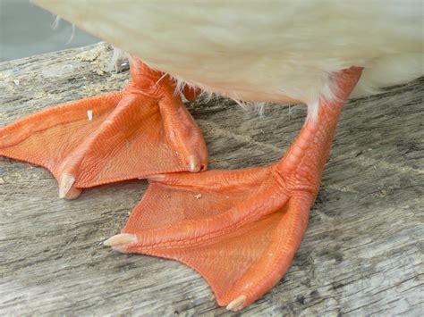 Free Images : hand, wing, leaf, feet, orange, red, duck, organ, web footed 2816x2112 - - 698308 ...