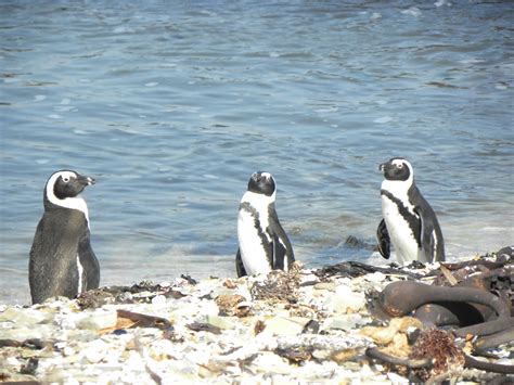 Robben Island Penguin Tracks: January 2012