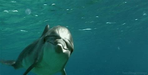 Dolphin GIF - Find & Share on GIPHY