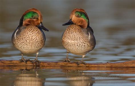 Green Wing Teal | Drake Green-Winged Teal on a Log | Duck pictures, Animals beautiful, Teal