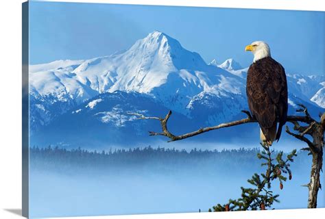 Bald Eagle Perched On Spruce Branch Overlooking The Chilkat Mountains ...