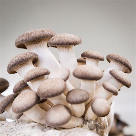 Black Pearl King Oyster Mushroom Spawn (Pleurotus Hybrid) | Little Acre