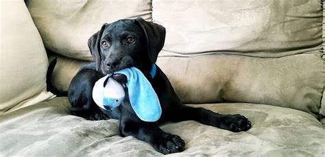 The Rules of the Game: How to Keep Your Puppy Safe During Playtime - This Dogs Life