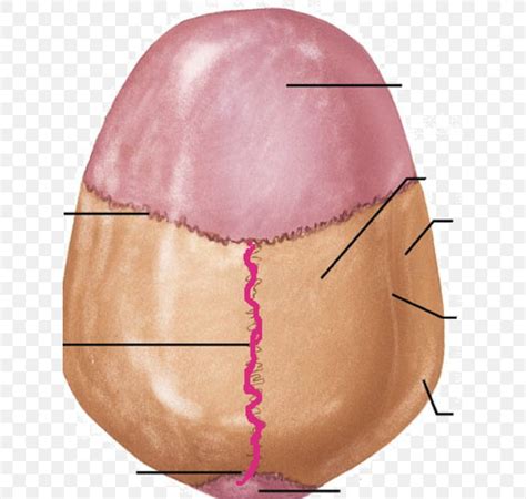 Skull Cranial Cavity Sagittal Suture Occipitomastoid Suture Lebeční šev ...