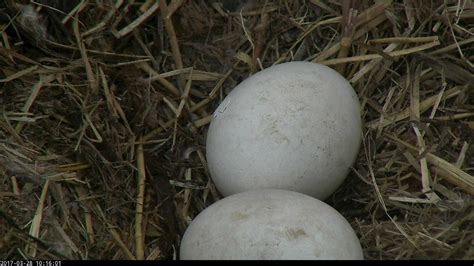 "Breaking" News: Bald Eagle Egg Begins to Hatch LIVE on the DC Eagle Cam at the National Arboretum