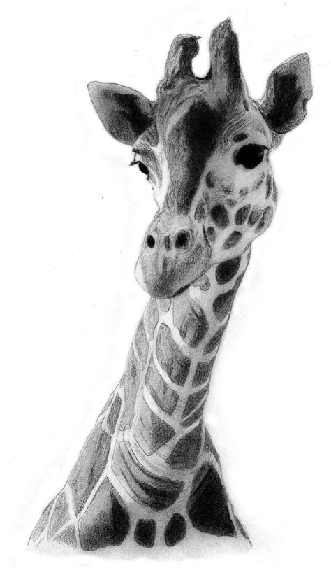 Giraffe Drawing | Giraffe Drawing by ~QZJavs on deviantART | Summer ...