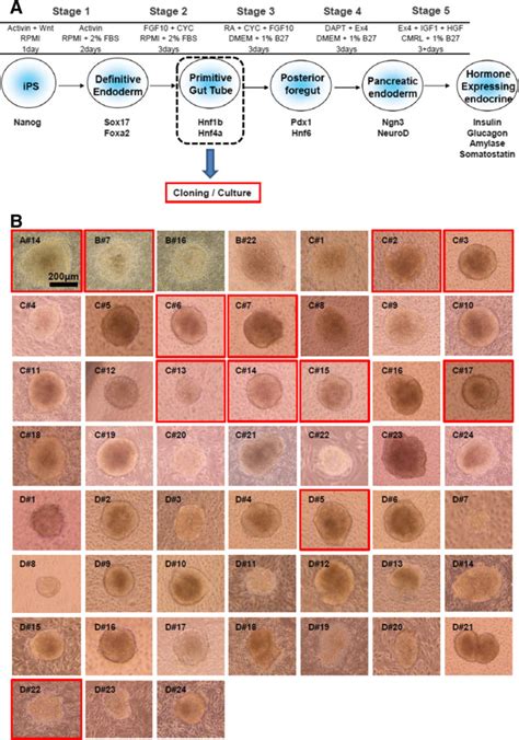 A five-step protocol for differentiation of iPS cells to pancreatic ...