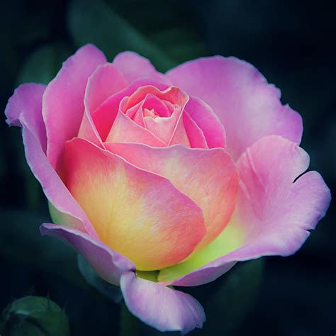 Pink and Yellow Single Rose Photograph by Julie Palencia - Pixels