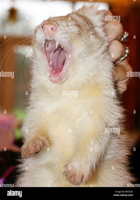 A ferret being scruffed and showing its teeth Stock Photo - Alamy