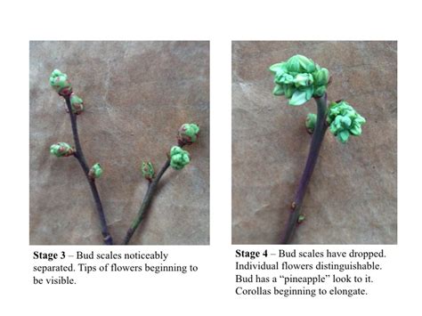 A Quick Review of Blueberry Flower Bud Stages | UGA Blueberry Blog