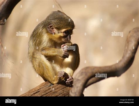 Baby Gabon Talapoin Monkey sitting on a branch Stock Photo - Alamy