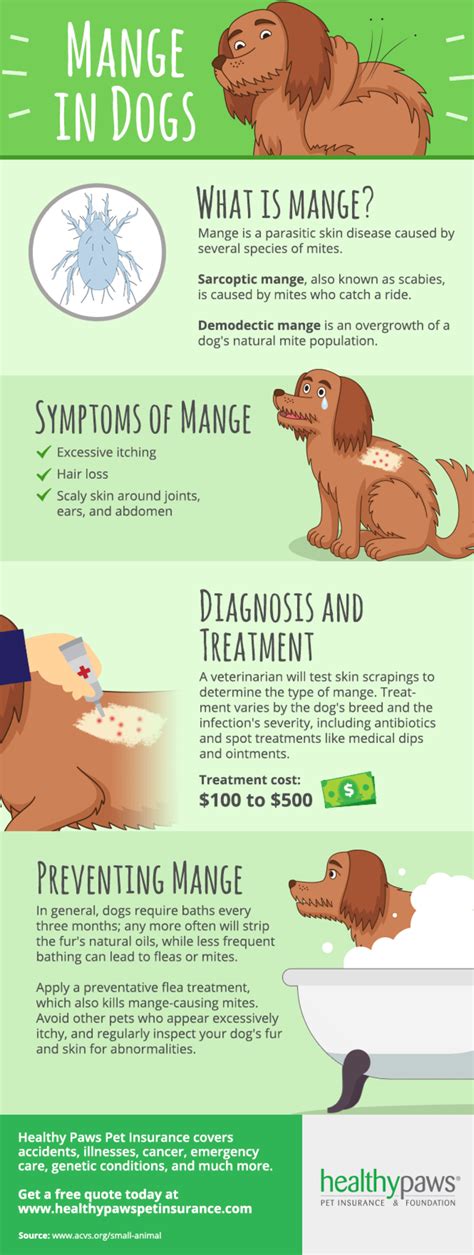 How To Treat Mange in Dogs | Healthy Paws Pet Insurance