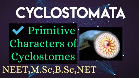 3):Cyclostomata-Primitive characters. - YouTube