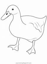 Pet Duck Behavior Coloring Page For Kids  Free Ducks Printable sketch template