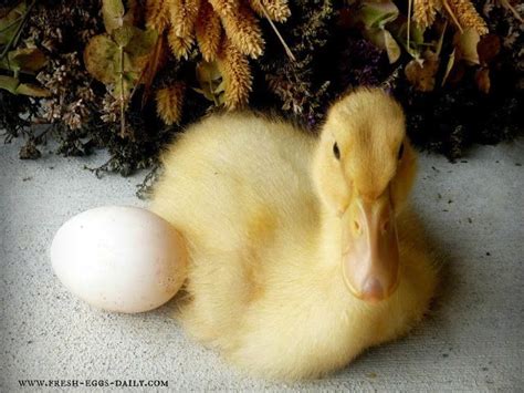 Raising Ducklings Naturally | Fresh Eggs Daily® | Raising ducks ...