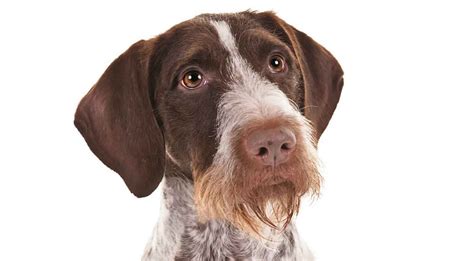 German Wirehaired Pointer - Alchetron, the free social encyclopedia