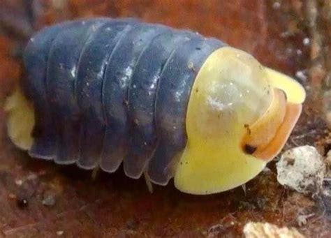 These Isopods are So Cute! in 2021 | Pill bug, Rubber ducky, Woodlice