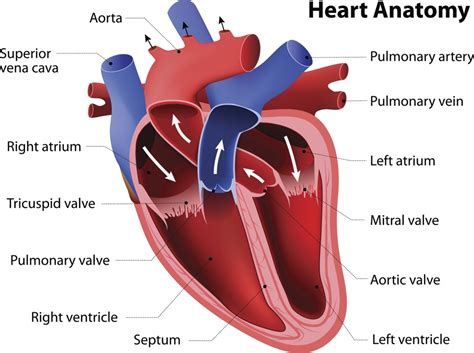 Human heart anatomy | Anatomie und physiologie, Anatomie lernen, Anatomie körper