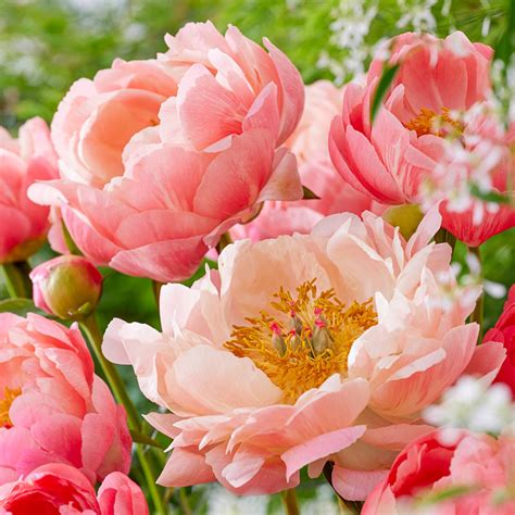 Coral Charm Peony | Breck's