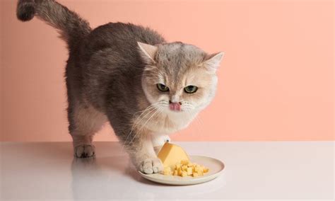 Can Cats Eat Cheese?