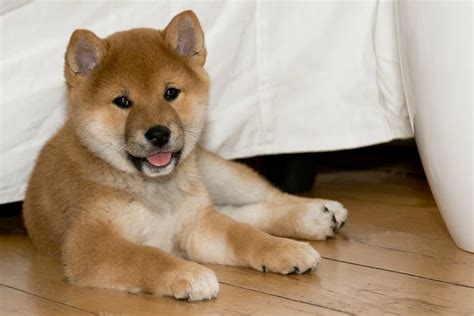 Adorable Red Shiba Inu puppy Eiyu. | Shiba inu, Shiba inu puppy, Shiba ...