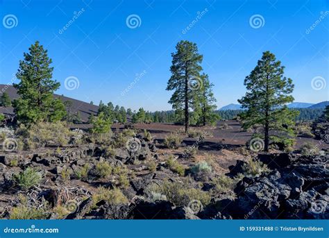 Ponderosa Pine Forest in Sunset Crater Volcano National Monument Stock Photo - Image of scenic ...