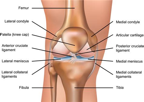 Matthew Boyle - Orthopaedic Surgeon - Knee Anatomy | Knee Ligaments ...