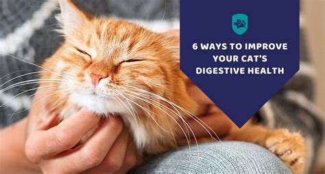 6 Ways to Improve Cat's Digestive Health