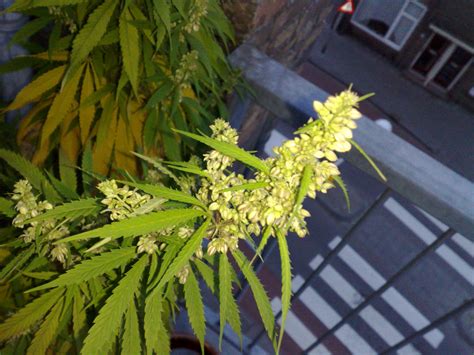 File:Flowering male marijuana plant.jpg - Wikimedia Commons