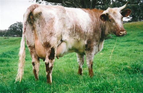 Photo Gallery | Dairy Shorthorn Association of Australian Inc