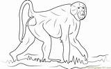 Walking Baboon Coloring Page For Kids  Free Printable sketch template