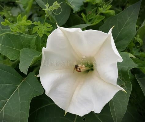 324 Pink Datura Flower Stock Photos - Free & Royalty-Free Stock Photos from Dreamstime