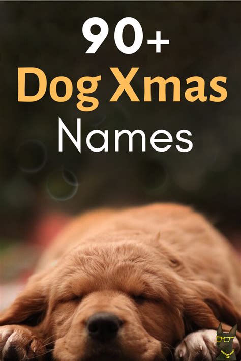 90+ Most Magical Christmas Names for Dogs + Pets (Female and Male) | YoCanine